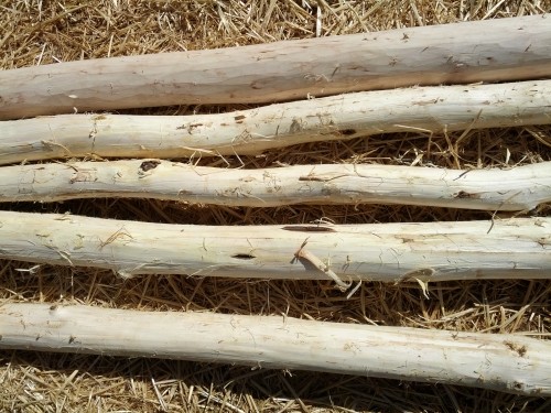 Black Locust Peeled