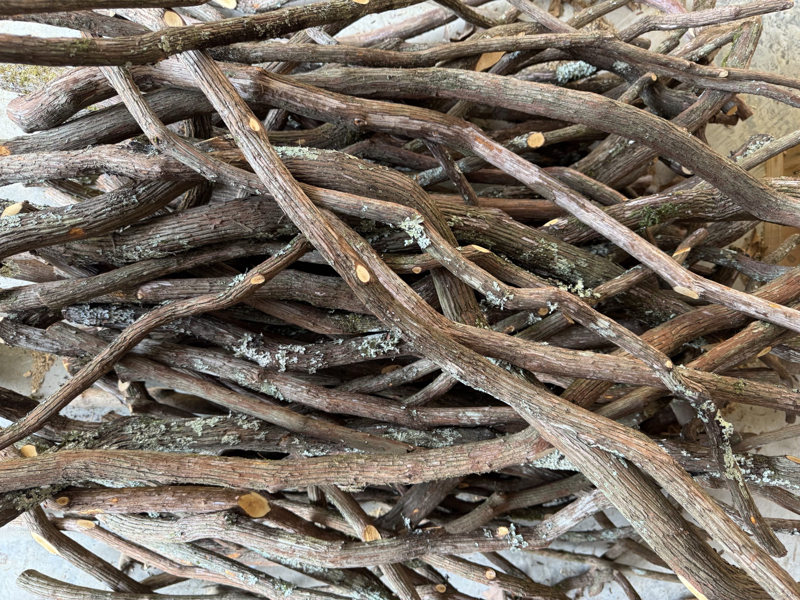 A collection of natural mountain laurel sticks, showcasing their original texture and appearance as they come from the forest.
