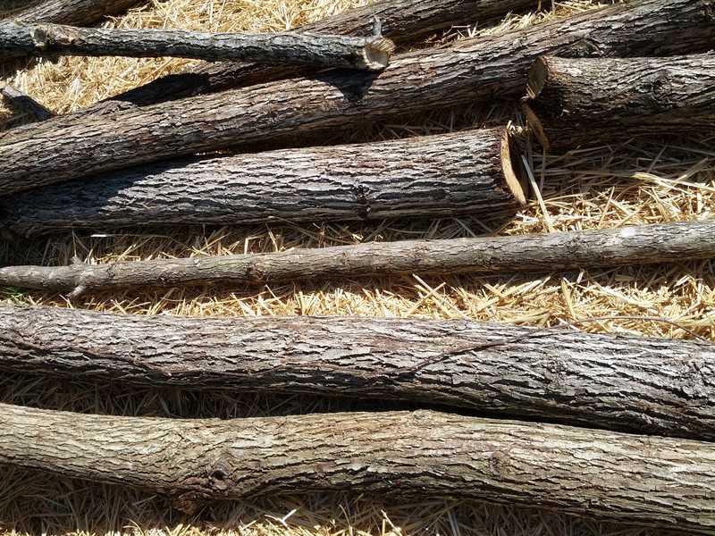 Locust with Bark