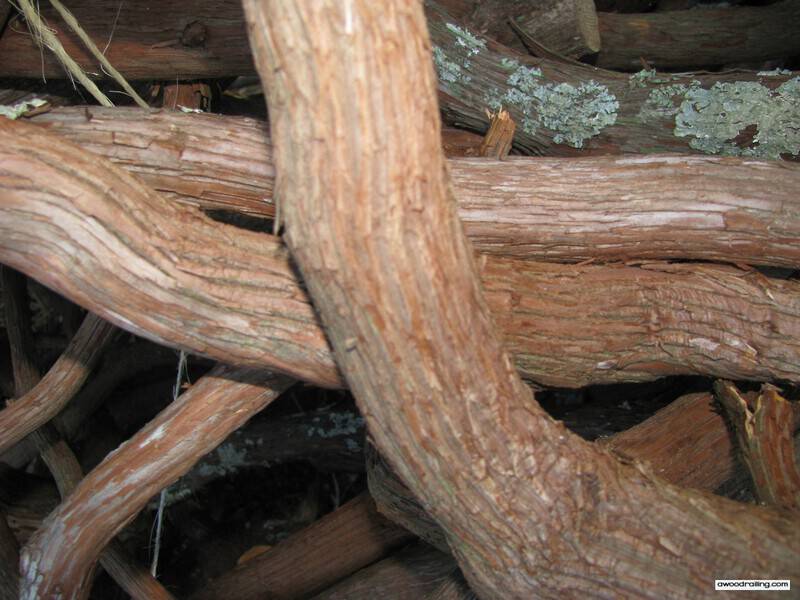 Mountain Laurel Bark with Flash