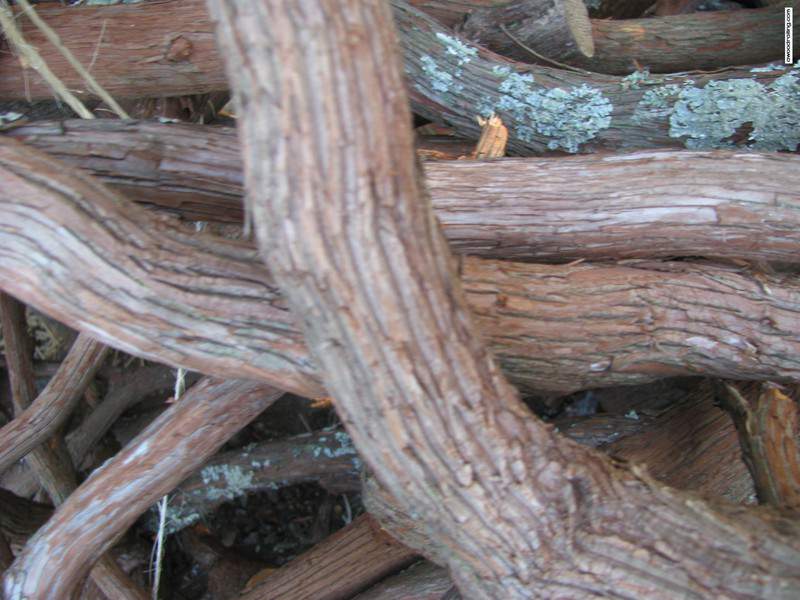 Mountain Laurel Bark with Flash