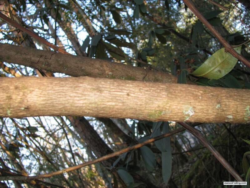 Rhododendron Bark with Flash