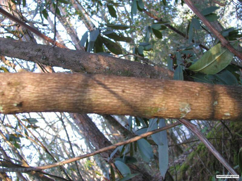 Rhododendron Bark with No Flash