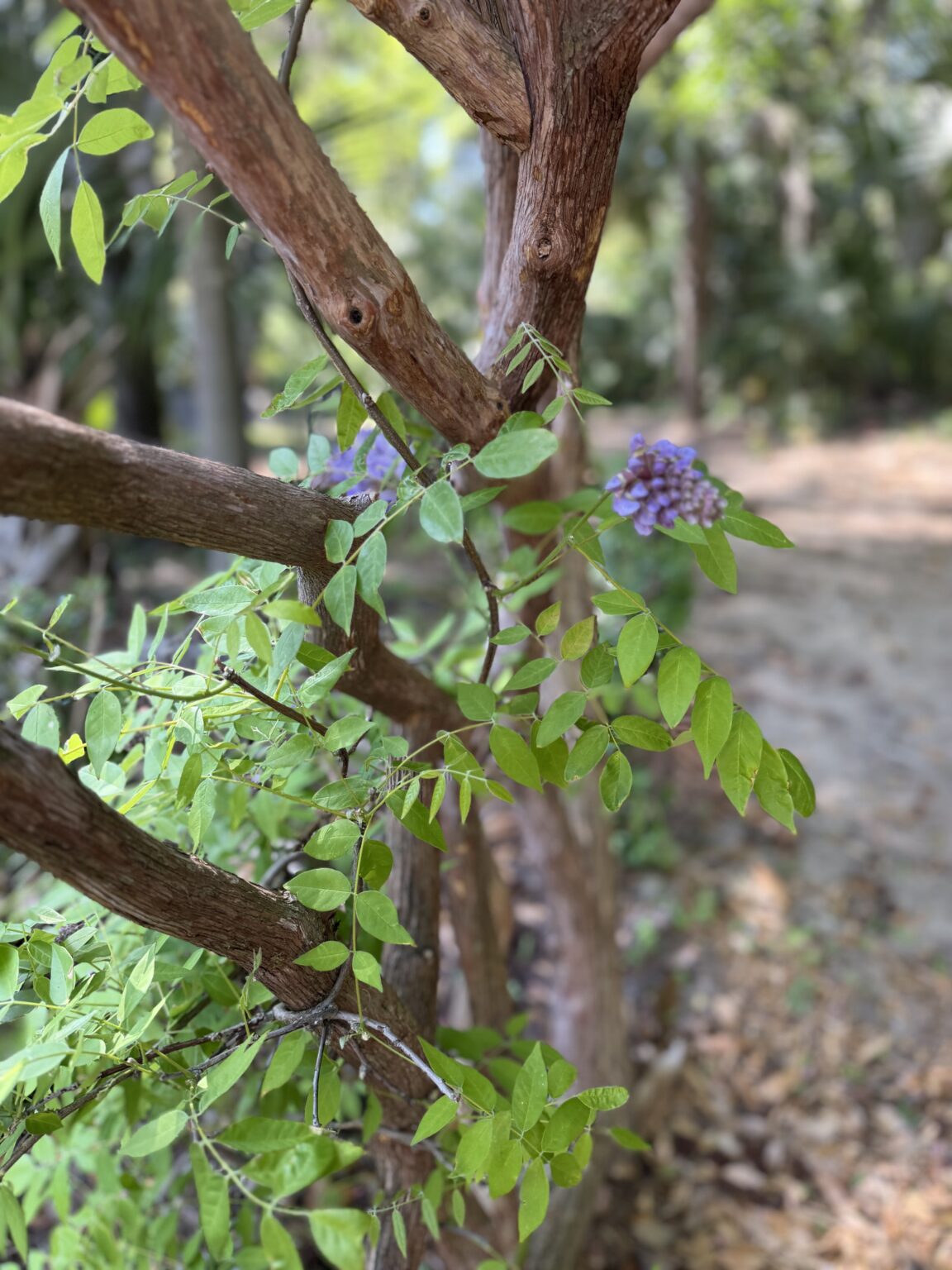 Wisteria Blooming on Arbor