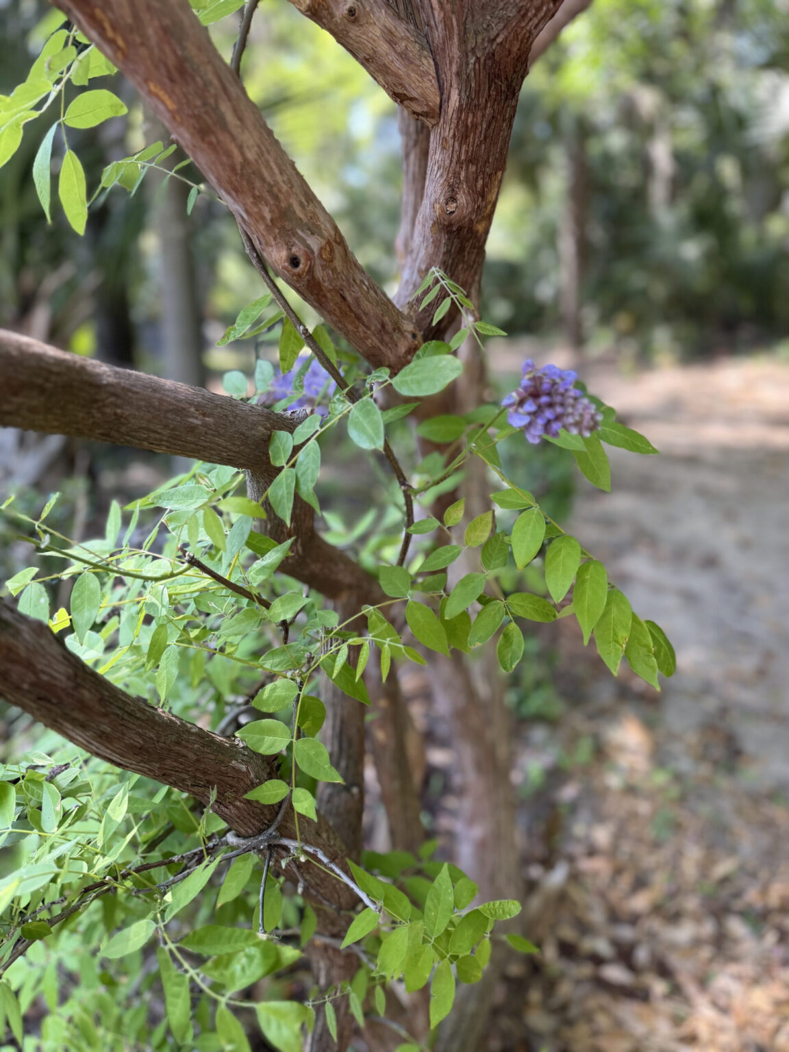 Wisteria Blooming on Arbor
