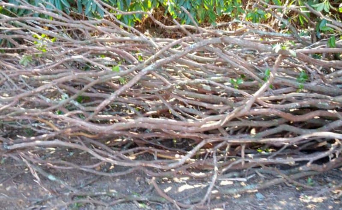A product photo of a large pile of freshly cut raw laurel branches lying on the ground.