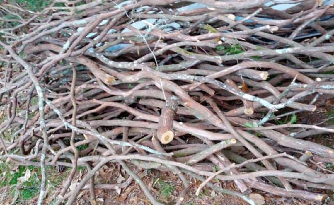 A product photo of freshly cut laurel branches sourced from the Appalachian region, showcasing their natural beauty.