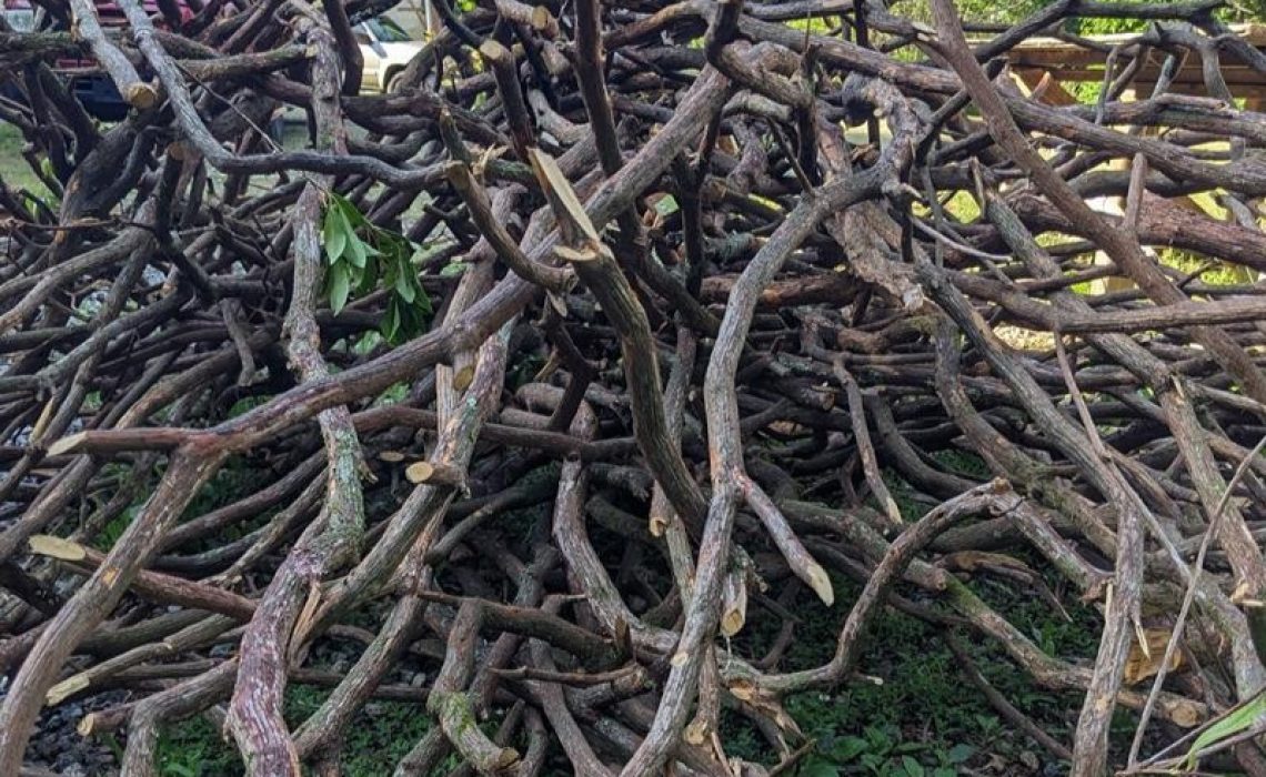A pile of mountain laurel branches ready to be crafted into railing parts, showcasing the natural beauty and quality of the wood.