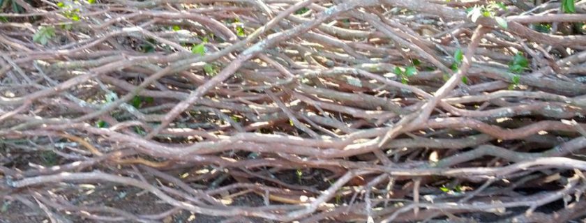 Laurel Branch Material Laurel Branch Material