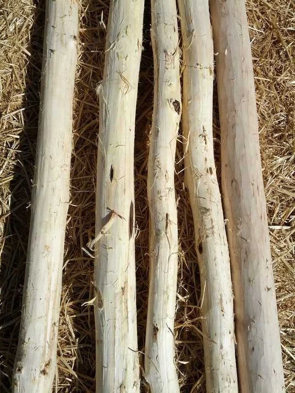 Locust Peeled