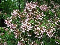 Mountain Laurel Flowers