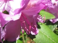 Purple Rhododendron Flower