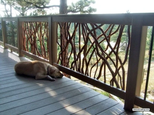 Boulder, CO Mountain Laurel Handrail With A Sleepy Dog