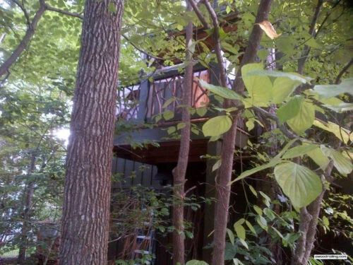 View Of The Deck Through Trees