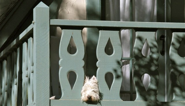 A jigsaw teardrop baluster balcony handrail with a playful dog poking its head out, adding a whimsical touch to the outdoor design.