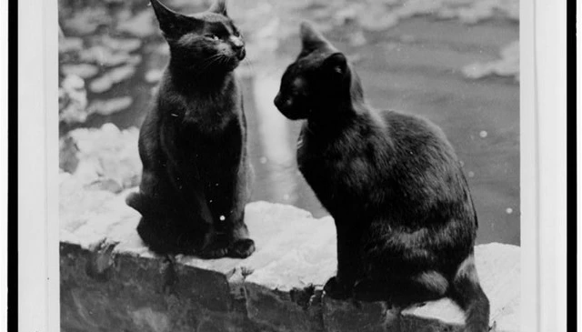 A historic photograph featuring cats Herman and Vermin perched on the brick railing of Frances Benjamin Johnston's home in New Orleans, taken between 1920 and 1950