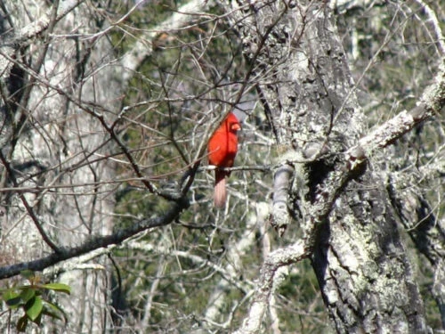 Red Cardinal In The Winter Forest