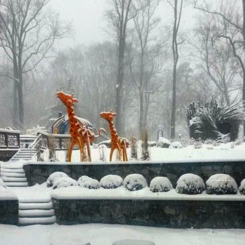 Childrens Inn Giraffes In Winter