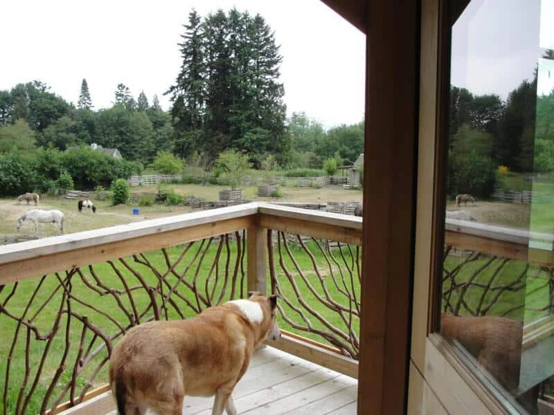 Porch handrails with a dog looking through, adding charm to the outdoor space