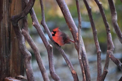 Cardinal Amidst Laurel Branches Cardinal Amidst Laurel Branches