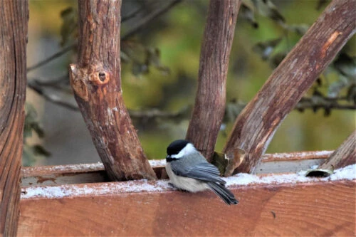 Chickadee On Mountain Laurel Handrails Chickadee On Mountain Laurel Handrails