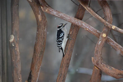 Downy Woodpecker On Laurel Railings Downy Woodpecker On Laurel Railings