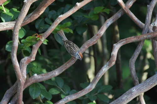 Mountain Laurel Handrails With Bird Mountain Laurel Handrails With Bird
