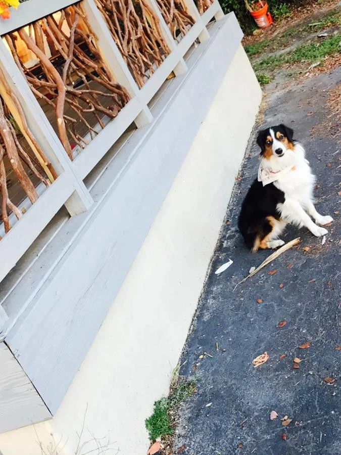 Fort Lauderdale Fl Dog Loves Mountain Laurel